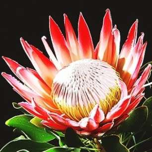 Shrubs Protea cynaroides Autumn Flowering King